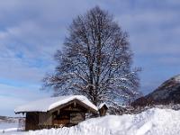 Schneebedecktes Gartenhaus vor hohem Baum